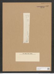 Synedra sp. (de-Toni-Nr.: Genus 66) Zeichnungen Sammlung Grunow Nr. 5419 (NHMW-BOT-W0373515)